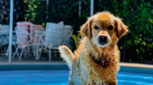 picture-of-swimming-pool-with-dog-playing-in-pool Shows a dog by a swimming pool noting that dogs can be spontaneous and run over pool covers so they need to be built safely for dogs