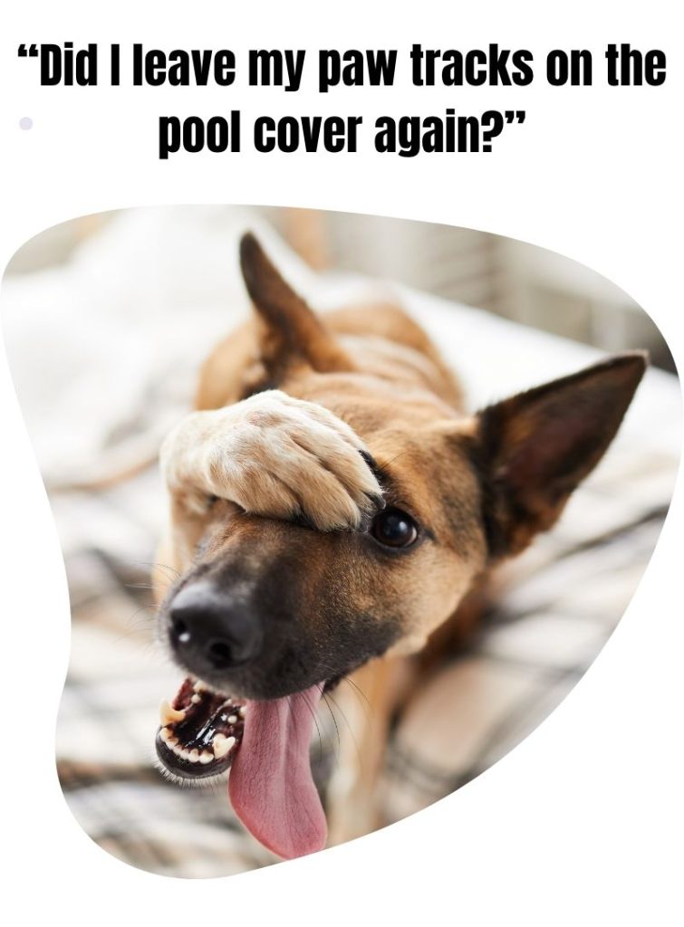 image showing a dog thinking to himself that he's worried he left paw marks on the pool cover again that he was not supposed to run on