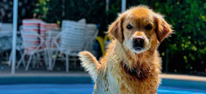 Safety Pool Covers for Dogs: Why Your Pool Needs the Right Protection