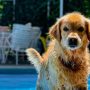 Safety Pool Covers for Dogs: Why Your Pool Needs the Right Protection